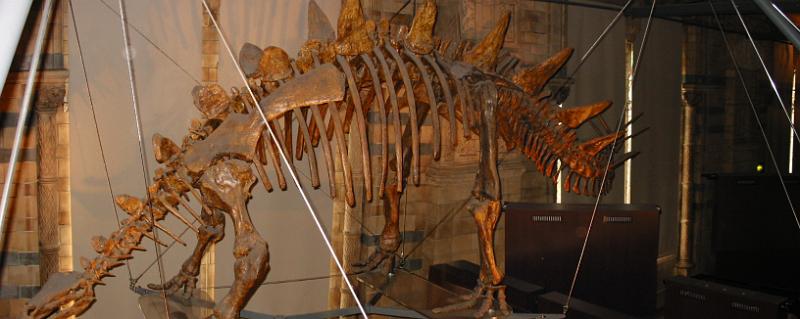 Dino Skeleton 2.jpg